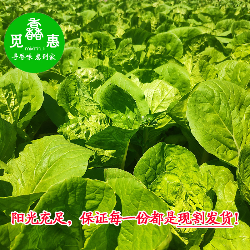 新鲜包邮山东小白菜大叶叶菜类快菜