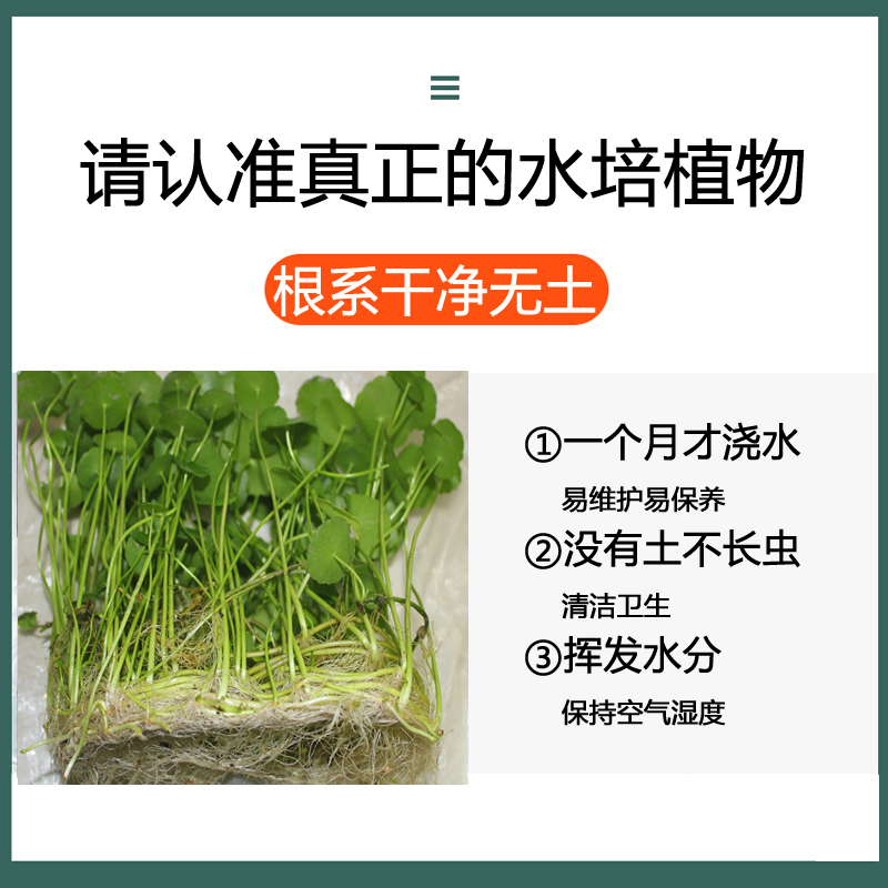 水培植物室内水养四季绿萝办公室桌面绿植铜钱草玻璃花瓶花卉盆栽