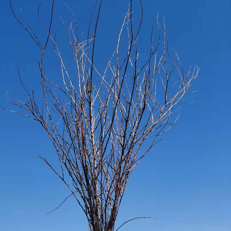 鲜枝干枝支雪柳喷雪花客厅水培鲜花